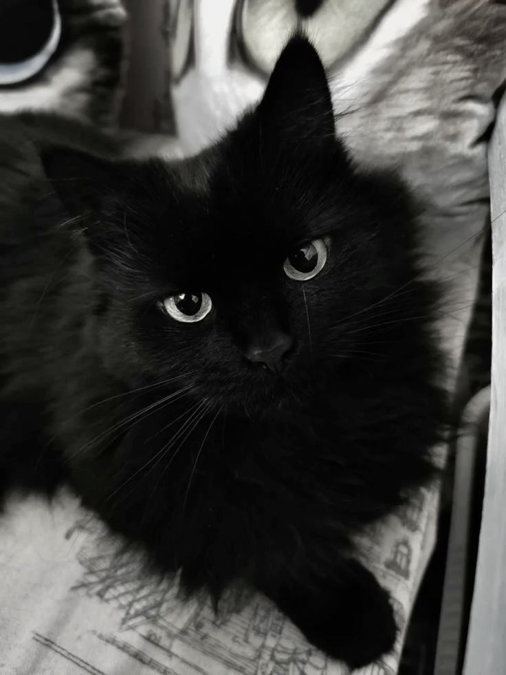 Oliver
